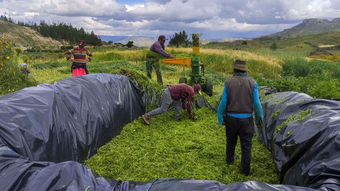 BOVINO HUANCASANCOS