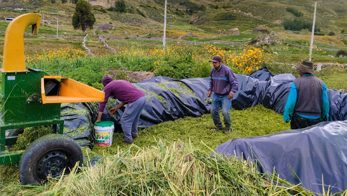 BOVINO HUANCASANCOS