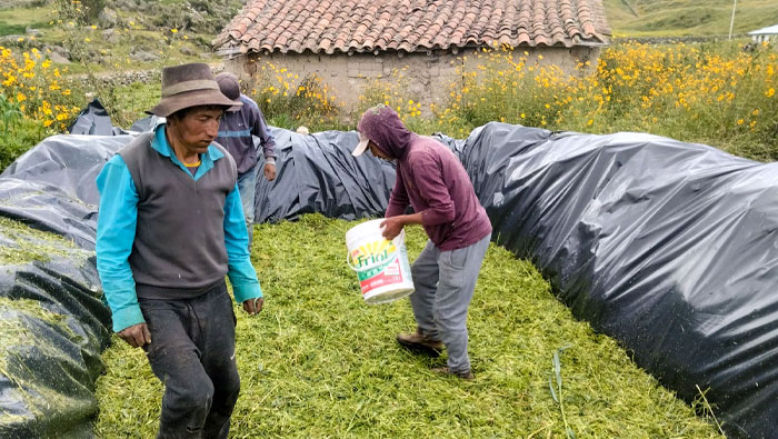 BOVINO HUANCASANCOS