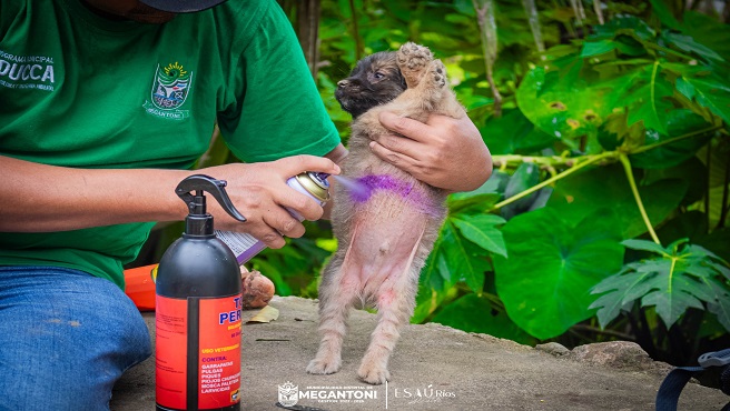 Campaña de vacunación felina y canina con la aplicación de segunda dosis en CCNN Camisea