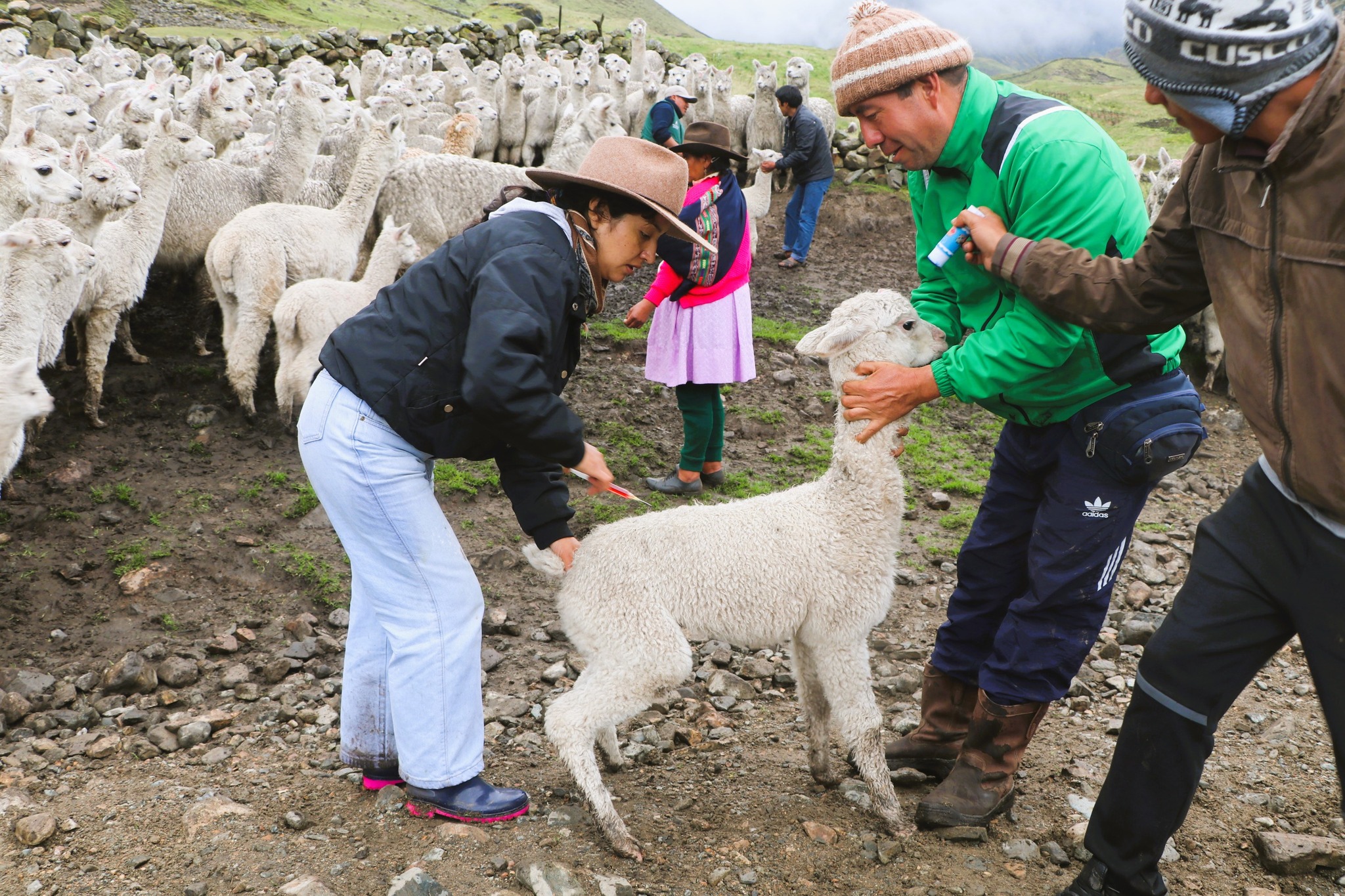 TALLERES DE CAPACITACIÓN ESPECIALIZADOS PARA POTENCIAR LA PRODUCCIÓN DE FIBRA DE ALPACA