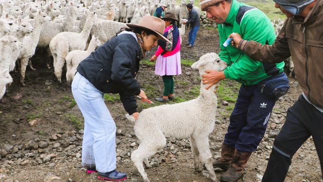 TALLERES DE CAPACITACIÓN ESPECIALIZADOS PARA POTENCIAR LA PRODUCCIÓN DE FIBRA DE ALPACA