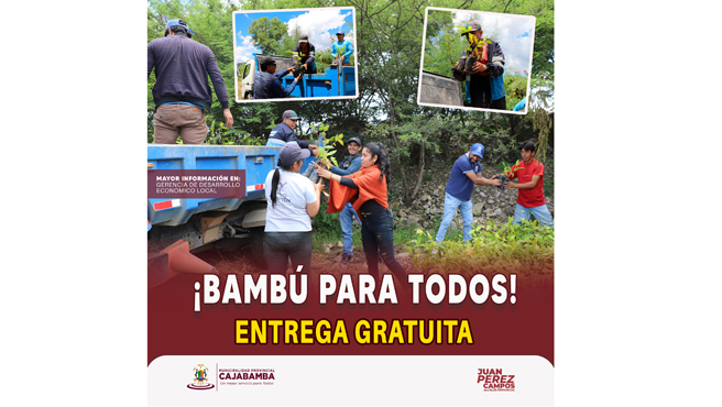 Viene realizando la entrega de plantines de bambú a productores forestales