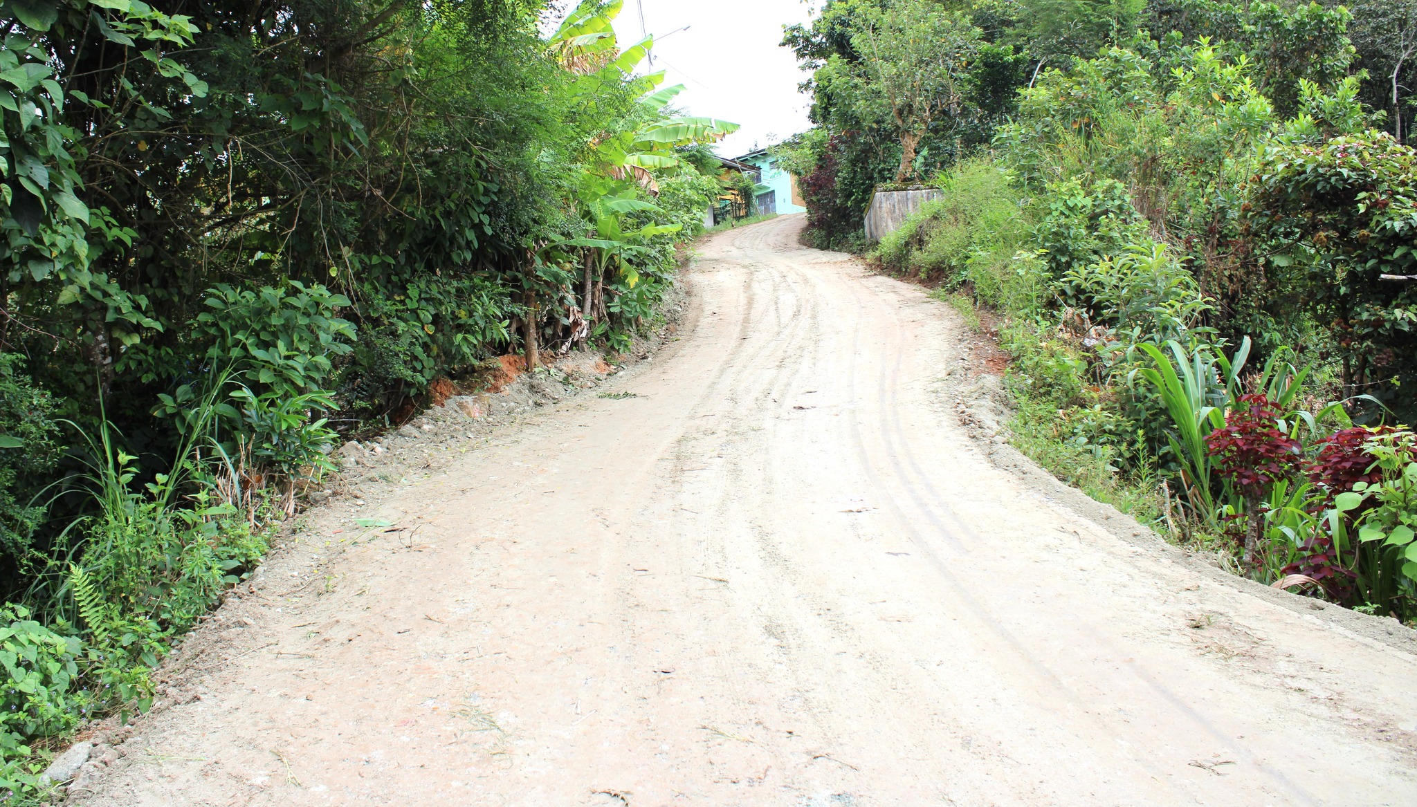 Archivo del sector al bosque