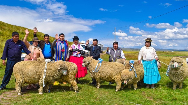 Municipalidad de Puno fortalece el sector ganadero con la entrega de 14 ovinos para mejora genética