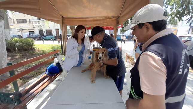 Campaña canina y felina gratuita en plazuela Elías Aguirre