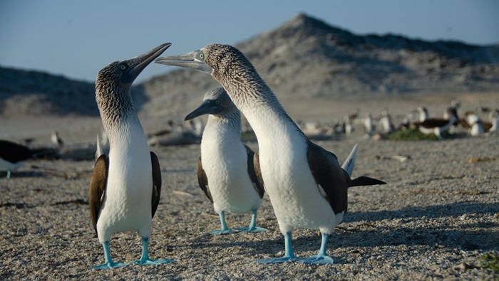 documental mar