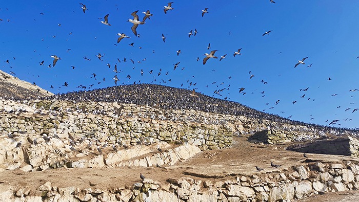 GUANO DE LAS ISLAS