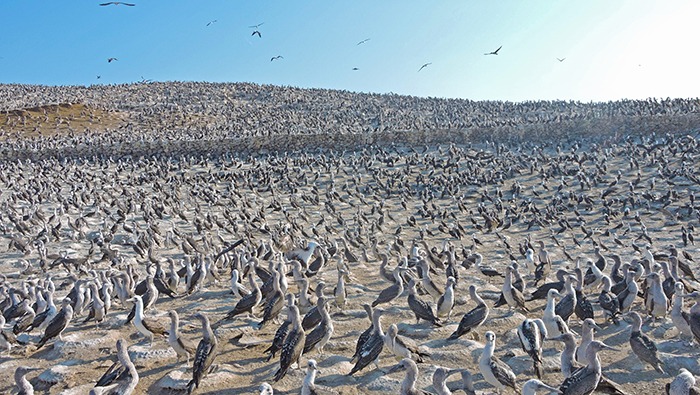 GUANO DE LAS ISLAS