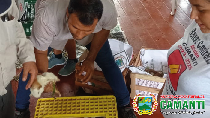 La Municipalidad Distrital de Camanti con la Sub Gerencia de Desarrollo Económico y Medio Ambiente, dio Plan de Trabajo Crianzas de Cuyes