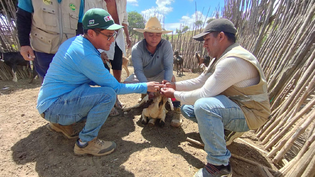 Logran inmunizar ganado caprino en Lancones