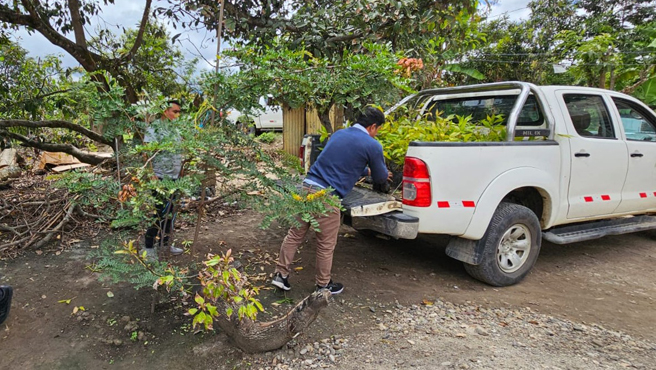 Entrega de plantones de bambú