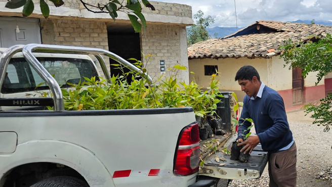 Entrega de plantones de bambú