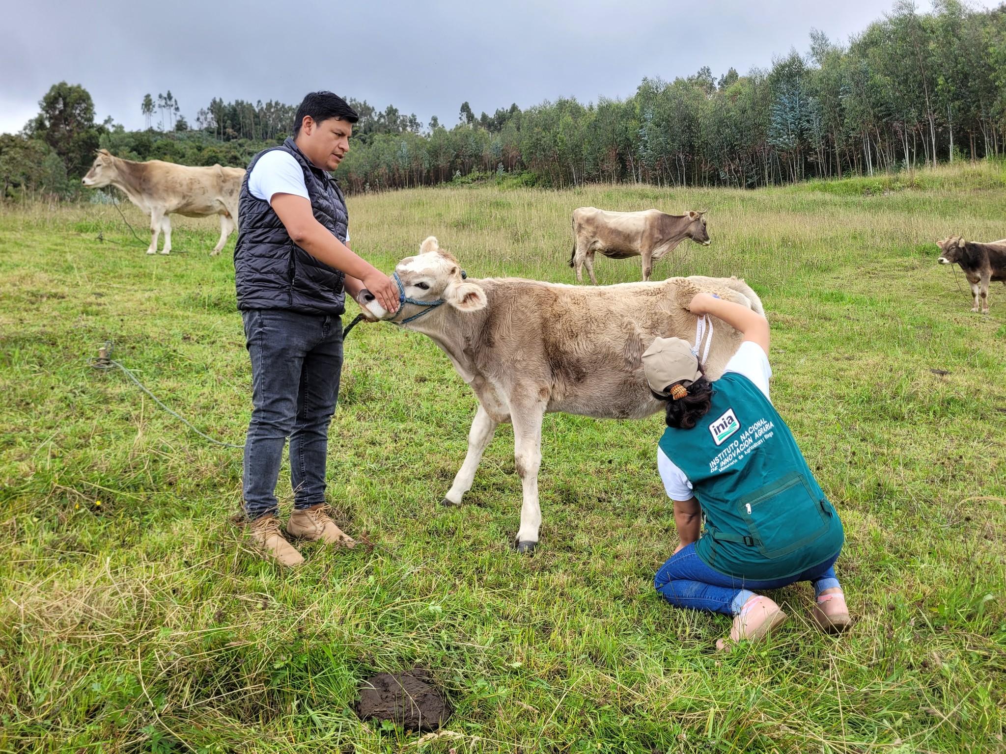 Toma de medidas Bovinométricas de 15 terneros nacidos por inseminación artificial