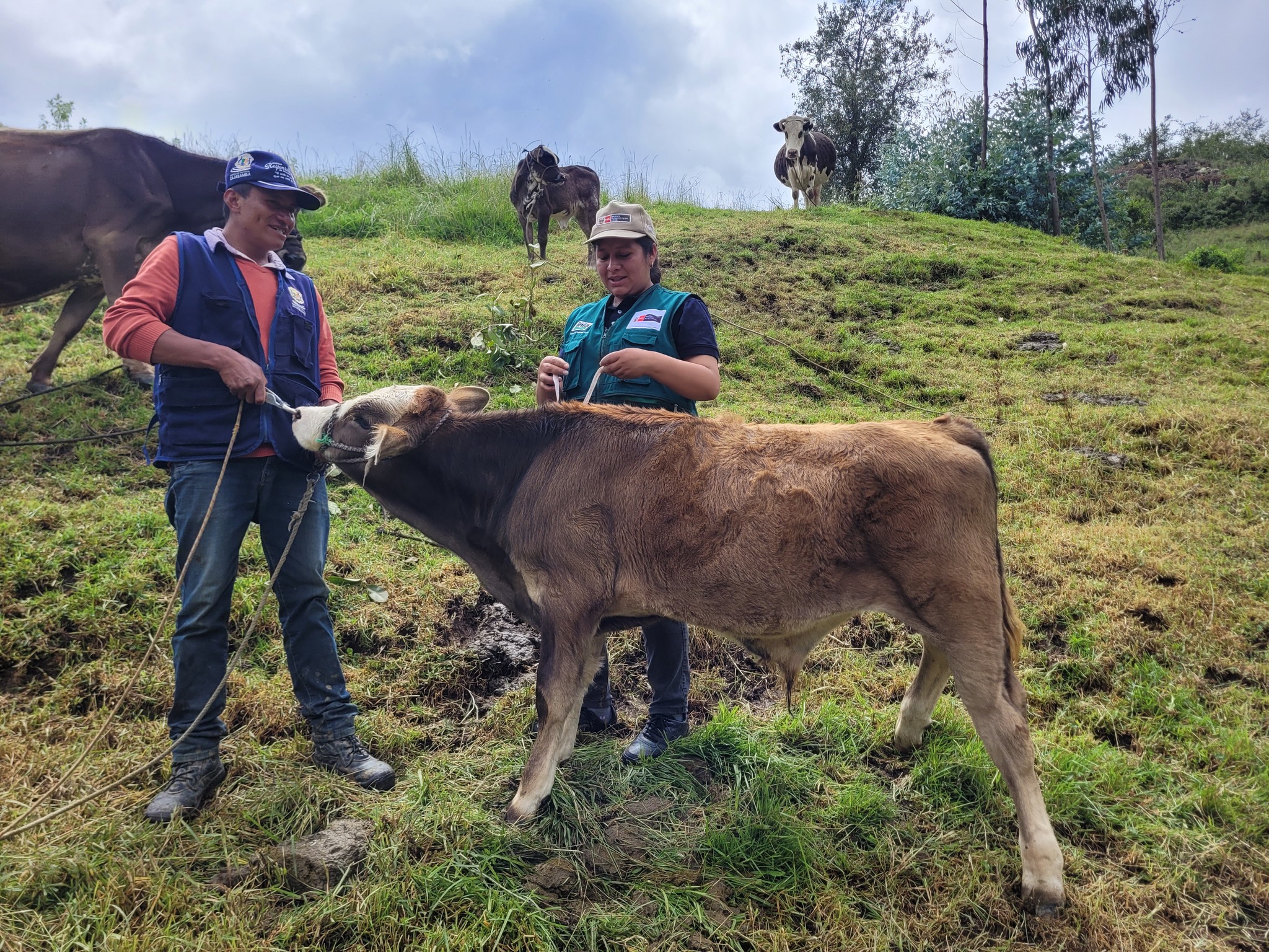 Toma de medidas Bovinométricas de 15 terneros nacidos por inseminación artificial