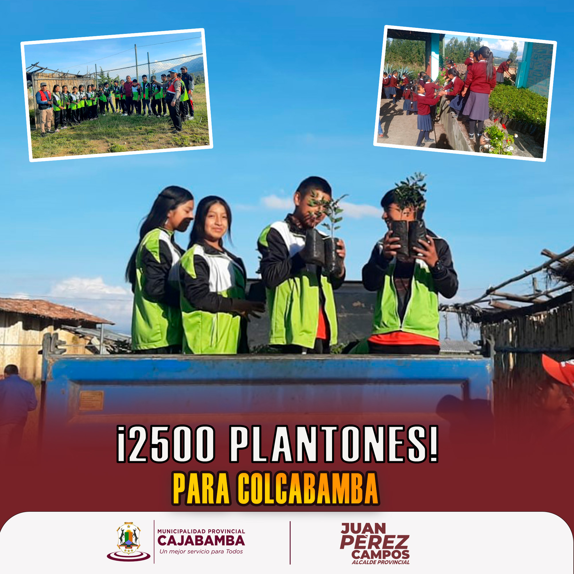 MPC entregó 2,500 plantones de tara al caserío de Colcabamba