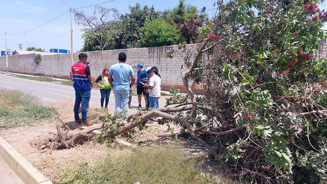 Se procedió a la intervención de los representantes de la empresa LAVF Contratistas ante la mala implementación de trasplante de un árbol.