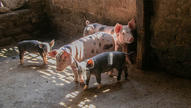 Municipalidad realiza inspección de crianzas de animales para el consumo humano de Huarmey.