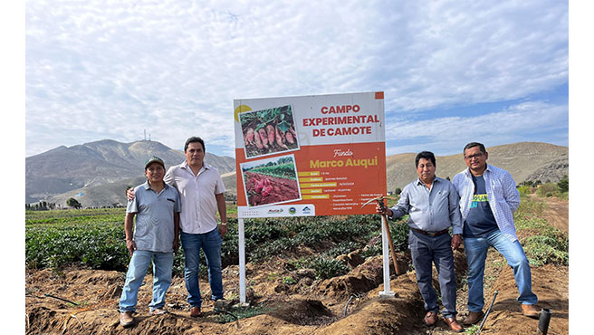 Alcalde de Huarmey visita campo de cultivo experimental de Camote en lecheral