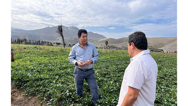 Alcalde de Huarmey visita campo de cultivo experimental de Camote en lecheral