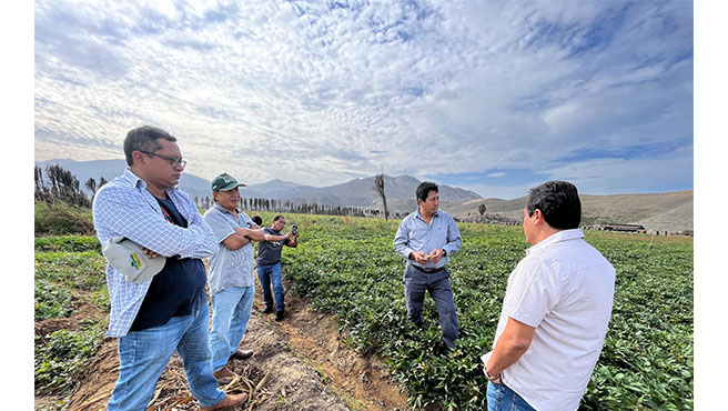 Alcalde de Huarmey visita campo de cultivo experimental de Camote en lecheral