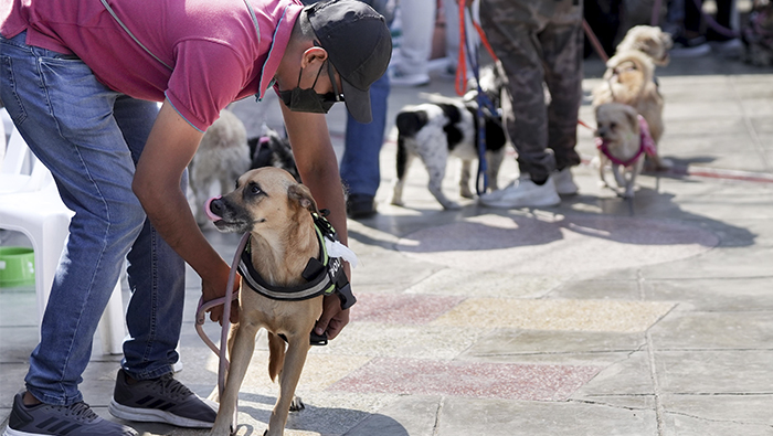 Campañas veterinarias recibieron a 3,200 mascotas durante el año.