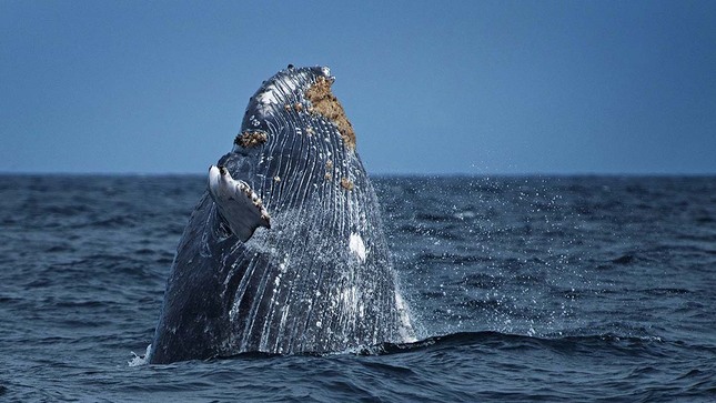 Consejo de Ministros aprueba la creación de la Reserva Nacional Mar Tropical Grau