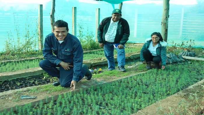 Para garantizar la producción de 400 mil plantas de pino Electrocentro supervisa viveros forestales de Jauja