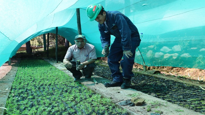 Para garantizar la producción de 400 mil plantas de pino Electrocentro supervisa viveros forestales de Jauja