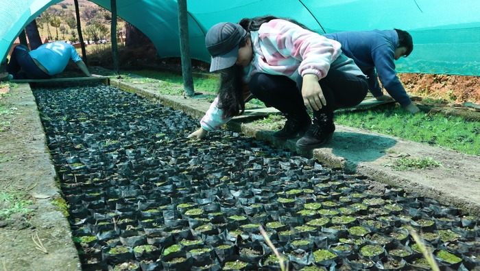 Para garantizar la producción de 400 mil plantas de pino Electrocentro supervisa viveros forestales de Jauja