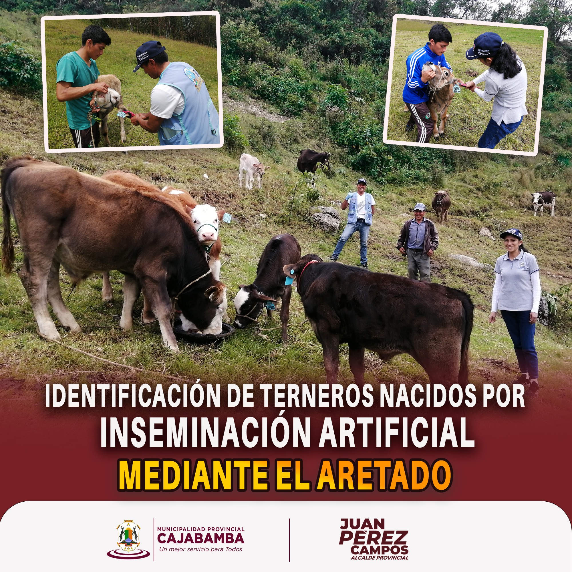 Identificación de terneros nacidos por inseminación artificial mediante el aretado