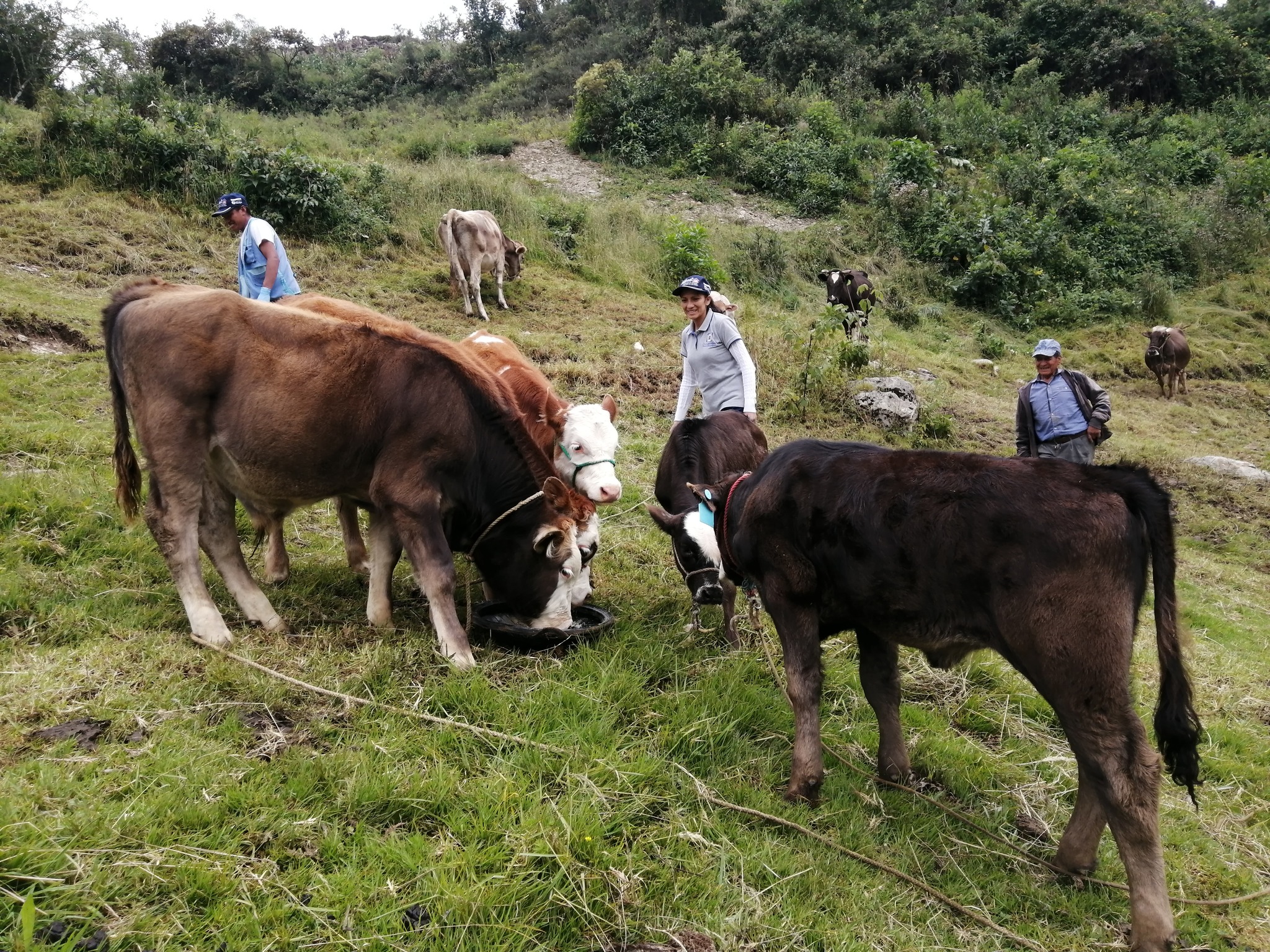 Identificación de terneros nacidos por inseminación artificial mediante el aretado