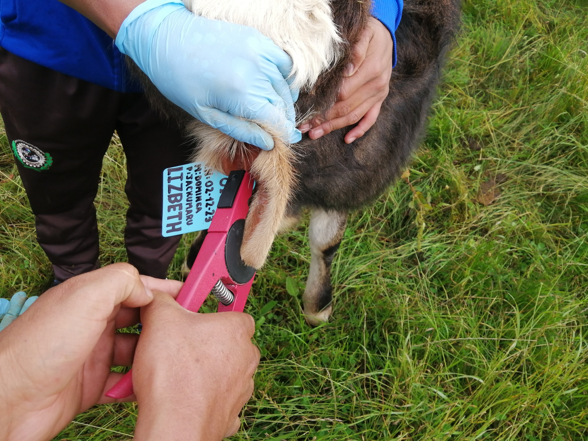 Identificación de terneros nacidos por inseminación artificial mediante el aretado