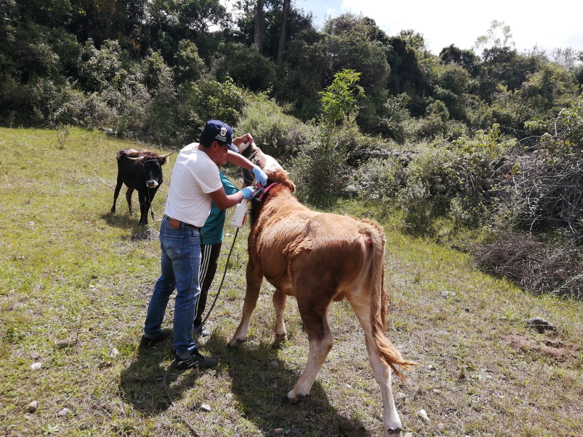 Identificación de terneros nacidos por inseminación artificial mediante el aretado