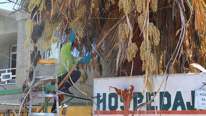 Municipalidad provincial de Paita continúa los trabajos de mantenimiento de las áreas verdes