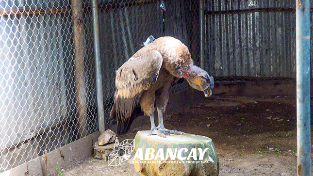 💯📢Condor Andino Será Liberado En El Cañon De Apurímac.