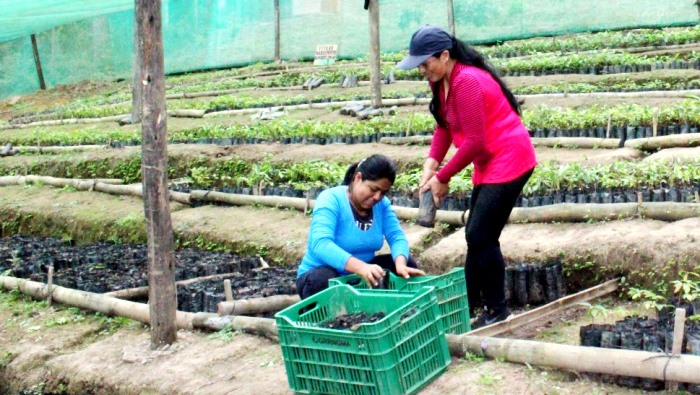 GORE en Canchaque: Reforestación en Pusmalca genera trabajo para mujeres