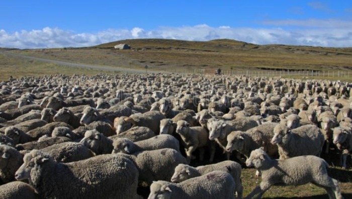 El plan de “Mejoramiento del ganado ovino” beneficiará a 3,462 productores de diversas comunidades campesinas ubicadas en el distrito de San Antón, provincia de Azángaro.