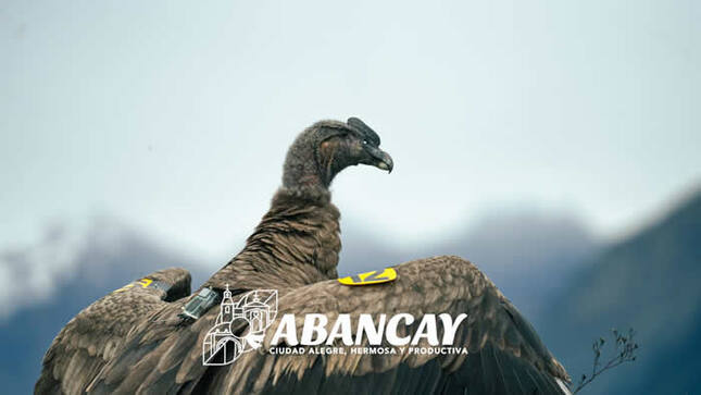 El Vuelo Hacia La Libertad: El Emotivo Rescate Y Liberación Del Majestuoso Condor Andino “Apusinchi”.  🦅