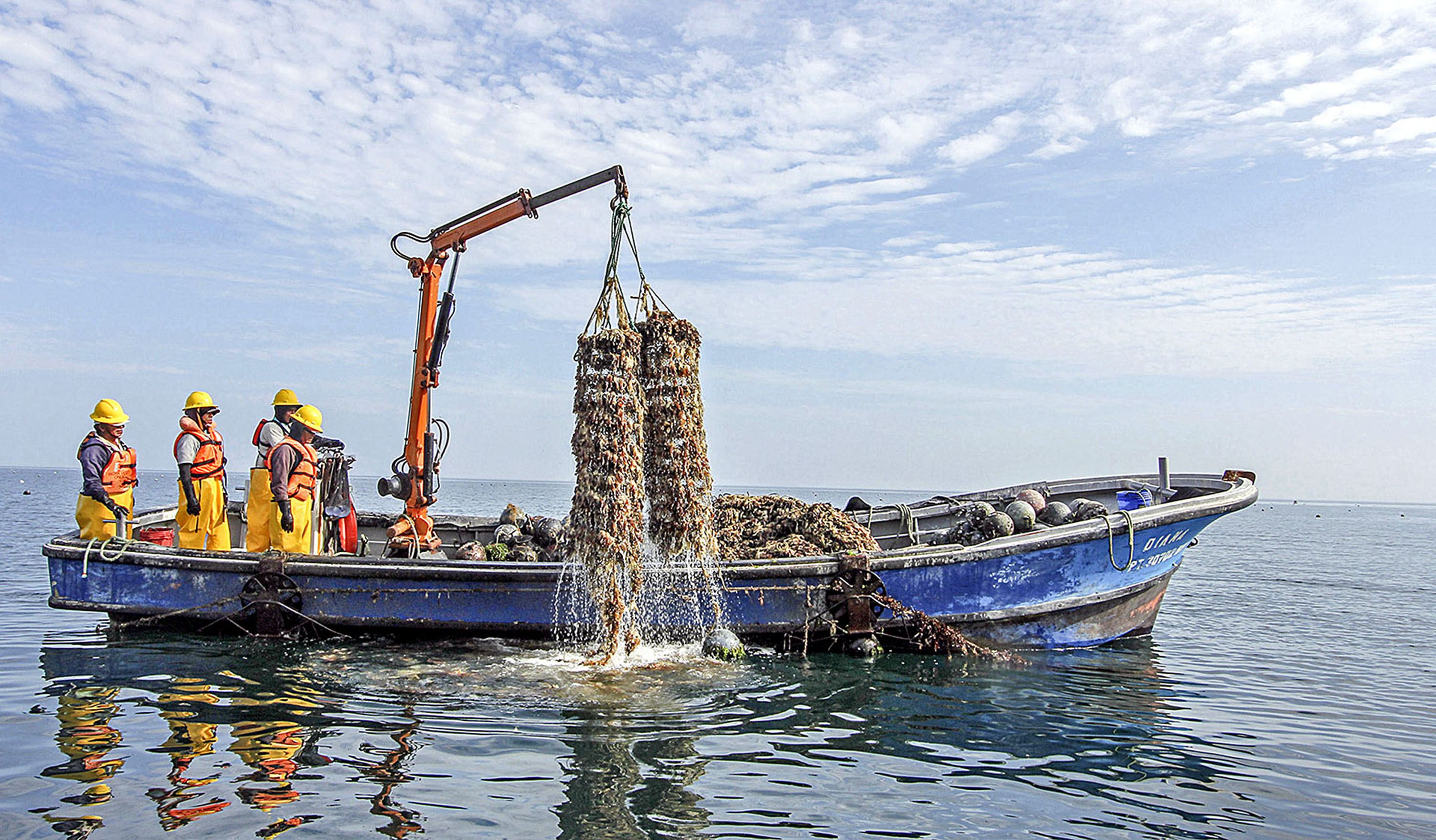 Más de mil agentes de la pesca artesanal y la acuicultura se benefician con habilitaciones sanitarias de Sanipes