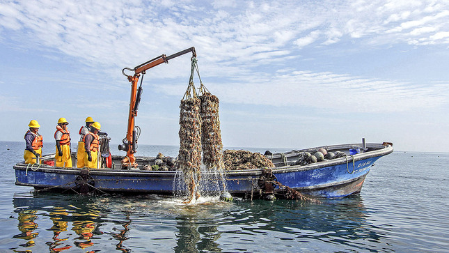 Más de mil agentes de la pesca artesanal y la acuicultura se benefician con habilitaciones sanitarias de Sanipes