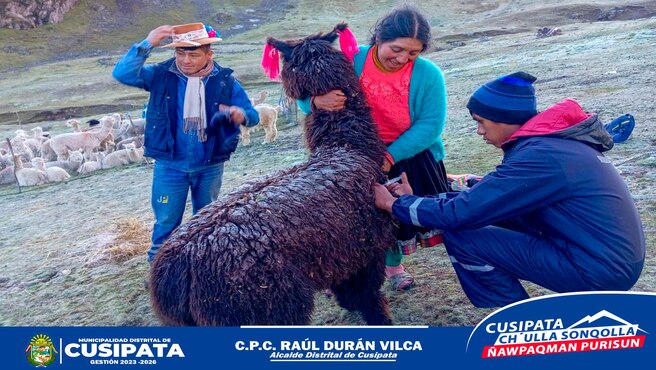 Mas de 2500 alpacas fueron atendidas en la campaรฑa de desparasitaciรณn de camรฉlidos sudamericanos