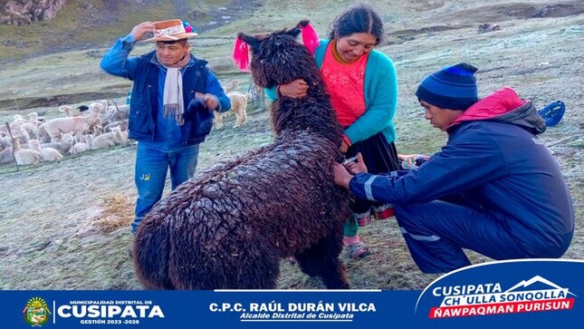 Mas de 2500 alpacas fueron atendidas en la campaña de desparasitación de camélidos sudamericanos 