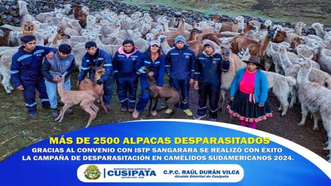 Mas de 2500 alpacas fueron atendidas en la campaรฑa de desparasitaciรณn de camรฉlidos sudamericanos