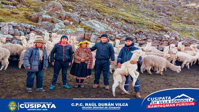 Mas de 2500 alpacas fueron atendidas en la campaรฑa de desparasitaciรณn de camรฉlidos sudamericanos