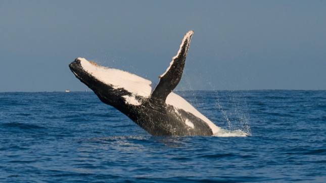 Gore impulsa el lanzamiento de la temporada de ballenas 2024