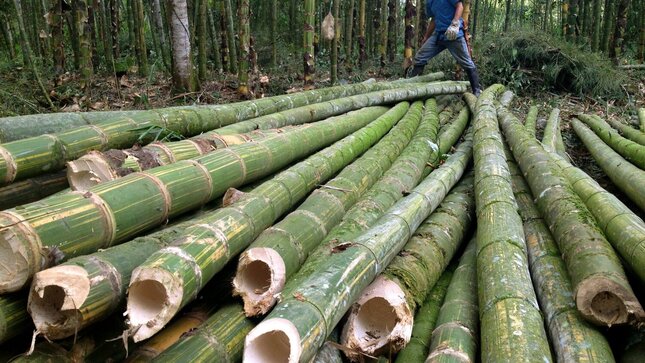 Se busca incrementar el cultivo del bambú