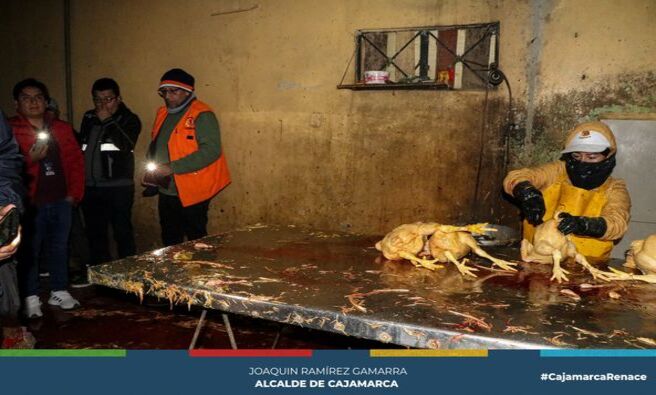 鉁匔on el fin de salvaguardar la salud de los cajamarquinos, la Municipalidad Provincial de Cajamarca en un trabajo articulado con la Fiscal铆a de Prevenci贸n del Delito, en un operativo inopinado clausur贸 dos camales clandestinos de aves que funcionaban ilegalmente y no cumpl铆an las condiciones m铆nimas de higiene y salubridad.
馃搶En el operativo conjunto, se logr贸 intervenir los establecimientos ubicados en la cuadra 1 del jir贸n Shucapampa y en la cuadra 1 del jir贸n Huancavelica , locales que no contaban con la documentaci贸n respectiva para su funcionamiento, adem谩s se sacrificaban las aves en malas condiciones de higiene y el personal no contaba con la indumentaria respectiva, entre otras irregularidades, por la cual, los funcionarios ediles procedieron a su clausura temporal inmediata.