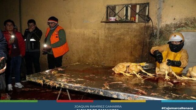 ✅Con el fin de salvaguardar la salud de los cajamarquinos, la Municipalidad Provincial de Cajamarca en un trabajo articulado con la Fiscalía de Prevención del Delito, en un operativo inopinado clausuró dos camales clandestinos de aves que funcionaban ilegalmente y no cumplían las condiciones mínimas de higiene y salubridad.
📌En el operativo conjunto, se logró intervenir los establecimientos ubicados en la cuadra 1 del jirón Shucapampa y  en la cuadra 1 del jirón Huancavelica , locales que no contaban con la documentación respectiva para su funcionamiento, además se sacrificaban las aves en malas condiciones de higiene y el personal no contaba con la indumentaria respectiva, entre otras irregularidades,  por la cual, los funcionarios ediles procedieron a su clausura temporal inmediata.