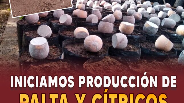Iniciamos producción de palta y cítricos